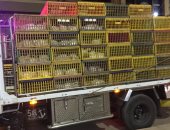 حملات صحية على سيارات الدواجن بالدقهلية للتأكد من خلوها من الأمراض