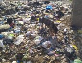 شكوى من انتشار القمامة بقرية أبو الغر مركز كفر الزيات محافظة الغربية