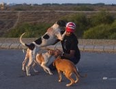 باكستانيون يطاردون الحيوانات الأليفة فى الشوارع بسبب مخاوف انتشار عدوى كورونا