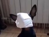 كلب يرتدى الكمامة بسهولة بالغة للوقاية من كورونا..فيديو