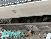 شكوى من انتشار القمامة بشارع الرئيسى بالجيزة