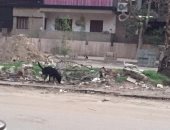 قارئ يشكو انتشار الكلاب الضاله بشارع سليمان أباظة بالمهندسين