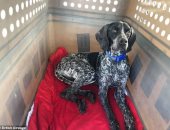 رحلة جوية لـ 50 كلبا وقطة من قبرص إلى بريطانيا بسبب كورونا..اعرف الحكاية