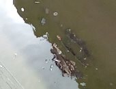  الأهالى يطالبون بحل ..شكوى من غرق مساكن الصفا بكفر الشيخ بمياه الصرف الصحى