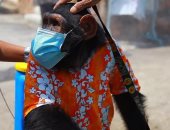 فيديو.. شمبانزى يحارب كورونا يرتدى كمامة ويرش مطهرات بحديقة حيوان بتايلاند