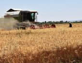 محافظ أسوان: بدء توريد محصول القمح بإجمالى 126 ألف طن لـ5 صوامع وشون