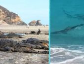 التماسيح تحتل الشواطئ المكسيكية بعد اختفاء السياح بسبب كورونا