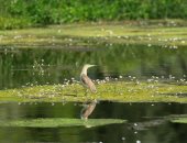 الطيور المهاجرة تنتهز غياب البشر بسبب كورونا وتأخذ استراحة على أراضى لبنان 