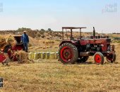  القمح الليلة ليلة عيده ربنا يبارك ويزيده.. موسم الحصاد