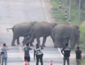 50 فيلاً تغلق طريقاً سريعاً فى تايلاند.. فيديو