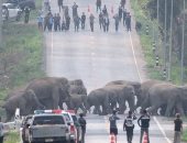 واخدين وضعهم.. إغلاق طريق سريع بتايلاند لمرور 50 فيلا الطريق للغابة.. فيديو 