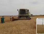 التموين: انتظام استلام القمح المحلى من المزارعين لليوم الرابع 