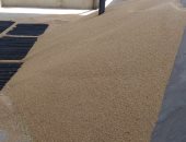 صور.. توريد 83 طنا و901 كيلو قمح لشون وصوامع أرمنت وإسنا بمحافظة الأقصر