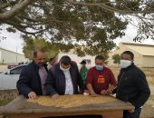 "تموين الإسكندرية " : توريد 1259.144 طن قمح طبقا للمواصفات الفنية حتى الآن