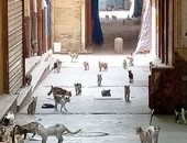 " خان الخليلى "تتحول إلى مرتع للقطط بعد غلق المحلات والبازارات