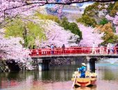 جمال الطبيعة.. مشاهد تفتح زهور الساكورا فى اليابان ترسم لوحة ربيعية بديعة