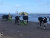 تعرف على حقيقة الصورة المنتشرة بالسوشيال ميديا لمواشى فى شاطئ رأس البر