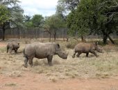 الحيوانات البرية فى جنوب إفريقيا مهددة بالانقراض بسبب كورونا