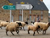الخراف تحتل ثالث أكبر المناطق السياحية فى فرنسا بسبب كورونا