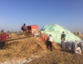 محافظ المنيا: استمرار أعمال توريد محصول القمح للصوامع والشون