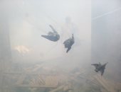 صور .. الخفافيش تهاجم سكان سمالوط بالمنيا .. ولجنة من الزراعة لمواجهتها