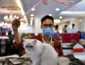 تقارير: أمريكا تسجل أول إصابة لحيوان أليف بفيروس كورونا