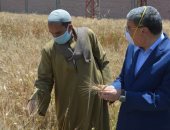 محافظ المنيا: توريد 7313 طن من القمح للصوامع والشون من المزارعين