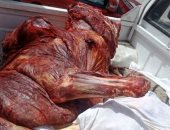 محافظة الجيزة تضبط لحوم فاسدة خلال حملة للطب البيطرى بأكتوبر