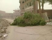 صور.. سقوط أشجار وأسلاك كهربائية وانقطاع التيار الكهربائى بسبب العاصفة الرملية بأسيوط