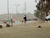 شكوى من تواجد الكلاب الضالة بجوار المتحف المصرى الكبير فى محافظة الجيزة