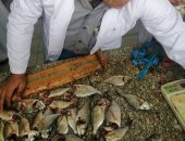 صور.. تنفيذ دراسات بيولوجية على أسماك بحيرة البردويل بشمال سيناء