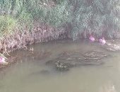 سيبها علينا.. قارئ يشكو من إلقاء مخلفات خطرة بالنيل فى الباجور