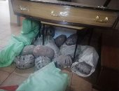 "سوق الكيف خرمان بسبب كورونا".. الفيروس يضرب "الأدمغة المتكلفة" والتجار يلجأون لحيل ترويجية.. الإعلام يرصد ارتفاع أسعار الكوكايين 20%.. وشرطة جنوب إفريقيا تضبط 80كجم حشيش فى تابوت.. والكمامات أحدث وسائل التهريب