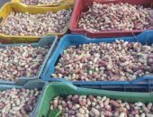 صور.. مجلس مدينة قطور يشن حملة لإزالة سوق "التوت" فى الغربية 