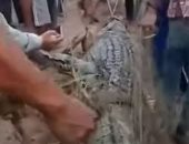 صيادون فى إندونيسيا ينصبون فخًا لتمساح قتل صديقهم بنهر لاكار.. فيديو