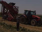 الزراعة: حصاد 3000 فدان بنجر غرب المنيا وإقبال شركات السكر على المحصول
