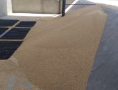 صور.. توريد 5181 طن و395 كيلو قمح لشون وصوامع محافظة الأقصر