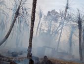 صور.. السيطرة على حريق أدى لتفحم حوالى 300 شجرة نخيل جنوب الأقصر
