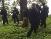 تمثال نمر "منحوت" يثير الرعب فى شرق إنجلترا.. صور