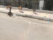 شكوى من انتشار الكلاب الضالة في شارع بني العباس بالإسكندرية