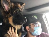 رامى جمال مع كلبه المريض: "معاك لحد ما تخف"