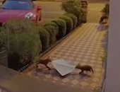 "حيوانات مثقفة".. ثعالب تتصارع على سرقة الصحف من أمام منزل في لندن.. فيديو
