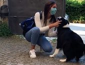 كلب يستقبل صديقة صاحبته بحفاوة بعد العزل المنزلى لمدة 56 يوما.. فيديو وصور