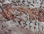 اكتشاف مخلوق يشبه الحبار  يهاجم فريسته منذ 200 مليون سنة فى إنجلترا