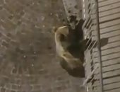 أخرة الشقاوة.. دب يسقط من شرفة منزل بعد محاولة فاشلة فى اختراقها بإيطاليا.. صور 