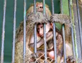 فيديو وصور.. أول 4 ولادات للقردة بحديقة حيوان الجيزة في أزمة كورونا