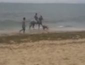 فيديو.. حصان يستغل أزمة كورونا ويستحم منفرداً على شواطئ الإسكندرية 