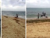 الإسكندرية فى زمن الكورونا.. غاب المصطافون واحتلت الحيوانات الشواطئ.. تجمعات الكورنيش فى تزايد وقت الإفطار.. ورواد التواصل الاجتماعي يسخرون: "فى انتظار مدفع كورونا".. فيديو وصور