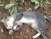 ثبوت إصابة قطة نافقة فى إقليم كتالونيا بإسبانيا بفيروس كورونا