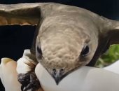 القصة الكاملة لطائر الأبابيل الذى عثر عليه بالجزائر.. فيديو